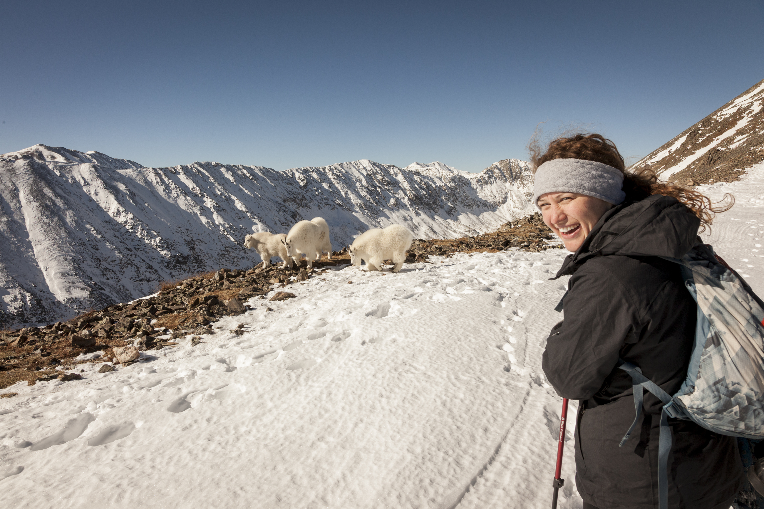 Mountain Goats on Quandary Peak